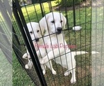 Small Photo #1 Labrador Retriever Puppy For Sale in GAFFNEY, SC, USA
