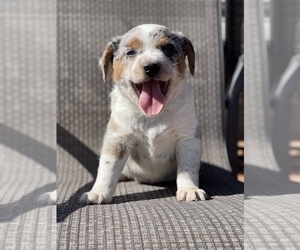 Texas Heeler Puppy for sale in MOUNT VERNON, MO, USA