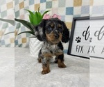 Small #5 Dachshund