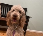 Small Photo #1 Goldendoodle Puppy For Sale in GAFFNEY, SC, USA