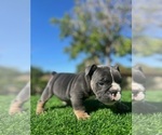 Small Photo #4 English Bulldog Puppy For Sale in NEWPORT BEACH, CA, USA