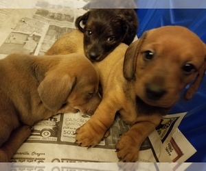 Dachshund Puppy for sale in YAMHILL, OR, USA