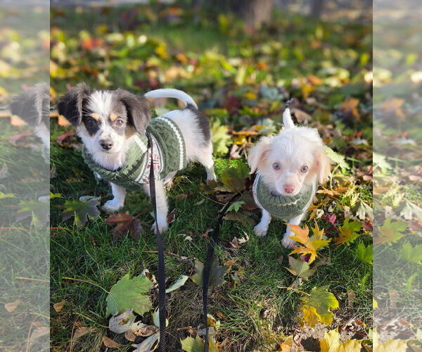 Medium Photo #4 Chihuahua Puppy For Sale in St. Louis Park, MN, USA
