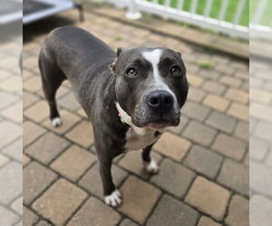 American Pit Bull Terrier Dogs for adoption in Minneapolis, MN, USA
