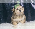 Puppy Hudson F1B Morkie