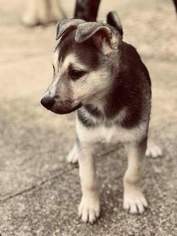 German Shepherd Dog-Siberian Husky Mix Puppy for sale in EIGHTY EIGHT, KY, USA