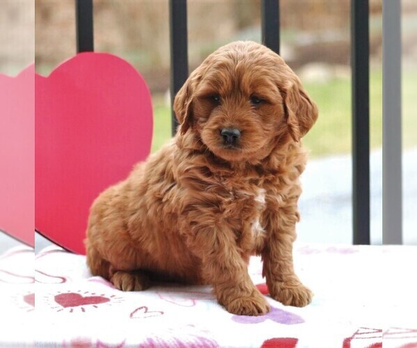 Medium Photo #3 Goldendoodle (Miniature) Puppy For Sale in NEWMANSTOWN, PA, USA