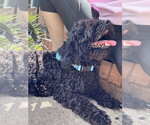 Small #1 Poodle (Miniature)