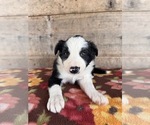 Small #4 Border Collie
