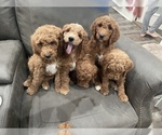 Small Photo #4 Goldendoodle Puppy For Sale in HAZLEHURST, MS, USA