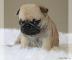 Small #2 Pug
