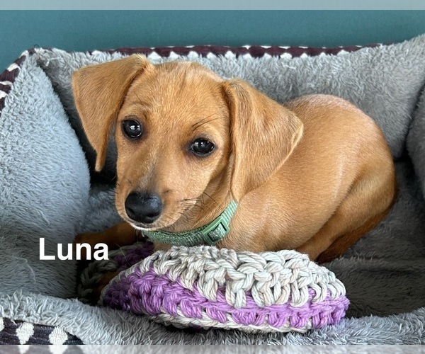 Medium Photo #1 Chiweenie Puppy For Sale in FORT MYERS, FL, USA