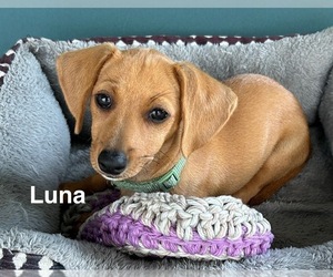 Chiweenie Puppy for sale in FORT MYERS, FL, USA