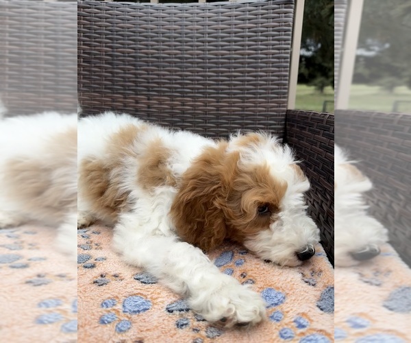 Medium Photo #10 Goldendoodle (Miniature) Puppy For Sale in ELBERT, CO, USA
