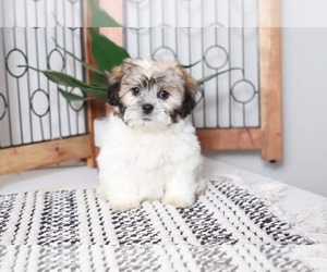 Zuchon Puppy for sale in NAPLES, FL, USA