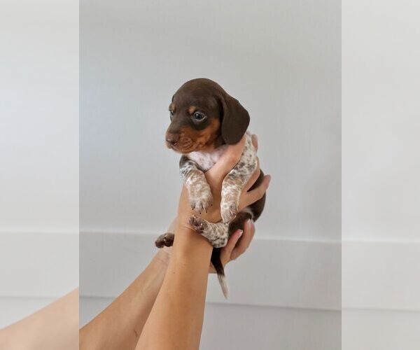 Medium Photo #1 Dachshund Puppy For Sale in Stoney Creek, Ontario, Canada