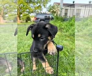 German Shepherd Dog Dog for Adoption in DAYTON, Ohio USA