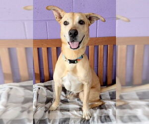 Medium Labrador Retriever Mix