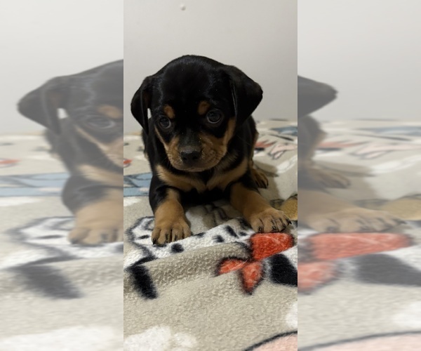 Medium Photo #7 Carlin Pinscher Puppy For Sale in COBB, WI, USA