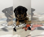 Small Photo #7 Carlin Pinscher Puppy For Sale in COBB, WI, USA