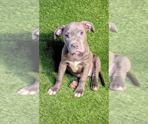 American Bully Puppy for sale in GROVETOWN, GA, USA