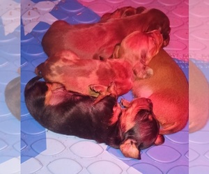 Dachshund Puppy for sale in CHURCH HILL, TN, USA