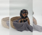 Small Photo #6 Cavalier King Charles Spaniel Puppy For Sale in GOSHEN, IN, USA