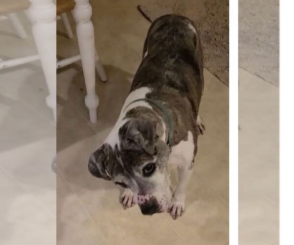 Medium Photo #4 American Pit Bull Terrier-Unknown Mix Puppy For Sale in Spotsylvania, VA, USA