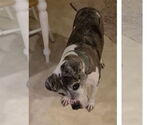 Small #3 American Pit Bull Terrier Mix