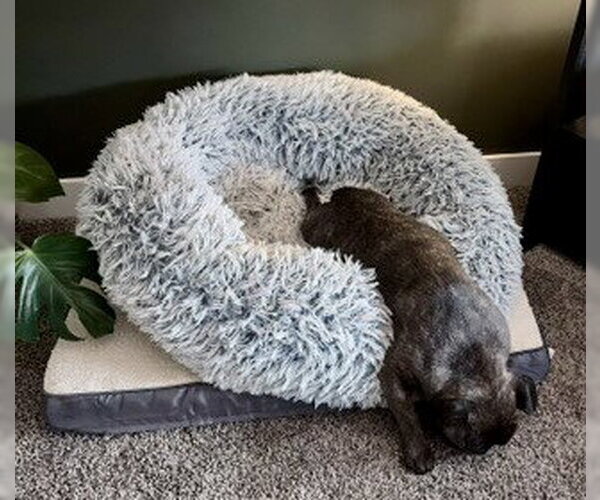 Medium Photo #8 French Bulldog Puppy For Sale in St. Louis Park, MN, USA