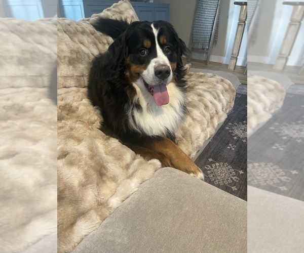 Medium Photo #1 Bernedoodle (Miniature)-Bernese Mountain Dog Mix Puppy For Sale in PLEASANT HILL, CA, USA