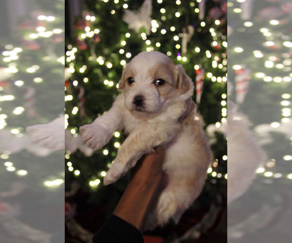 Medium Photo #2 Poovanese Puppy For Sale in LOUISVILLE, KY, USA