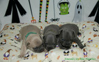 Small Photo #11 French Bulldog Puppy For Sale in EVERETT, WA, USA