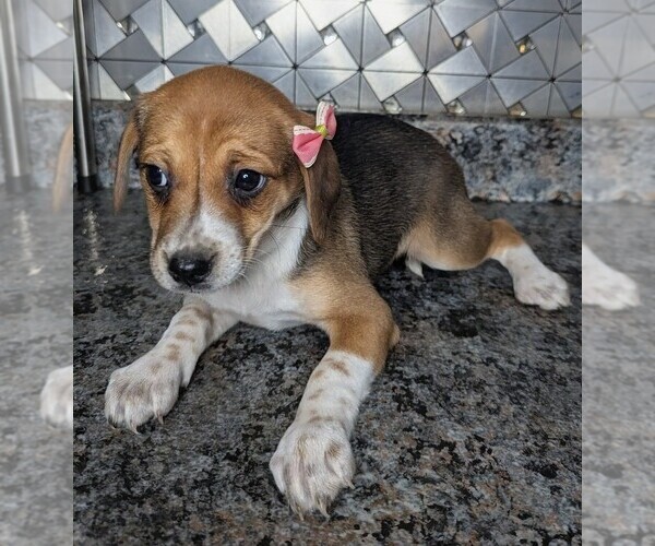 Medium Photo #6 Jack-Rat Terrier Puppy For Sale in GOSHEN, IN, USA