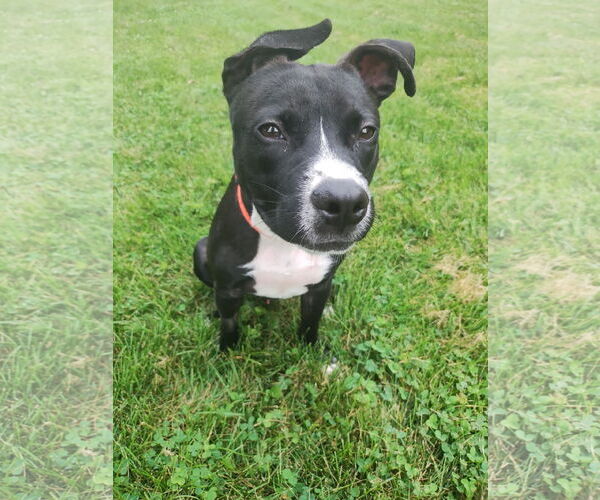 Medium Photo #4 American Pit Bull Terrier-Unknown Mix Puppy For Sale in Germantown, OH, USA