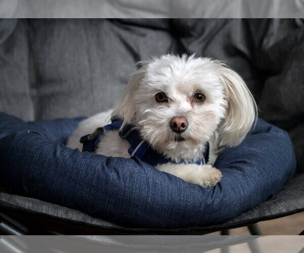 Medium Photo #4 Poodle (Toy)-Unknown Mix Puppy For Sale in Caribou, ME, USA