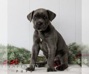 Cane Corso Puppy for sale in HONEY BROOK, PA, USA