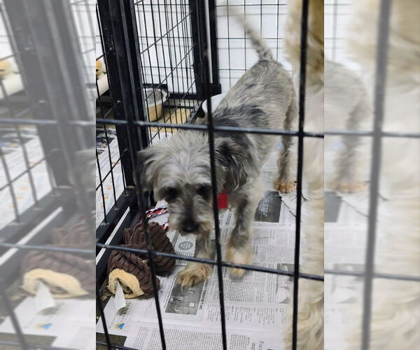 Medium Photo #2 Miniature Schnauzer-Poodle (Miniature) Mix Puppy For Sale in Mukwonago, WI, USA