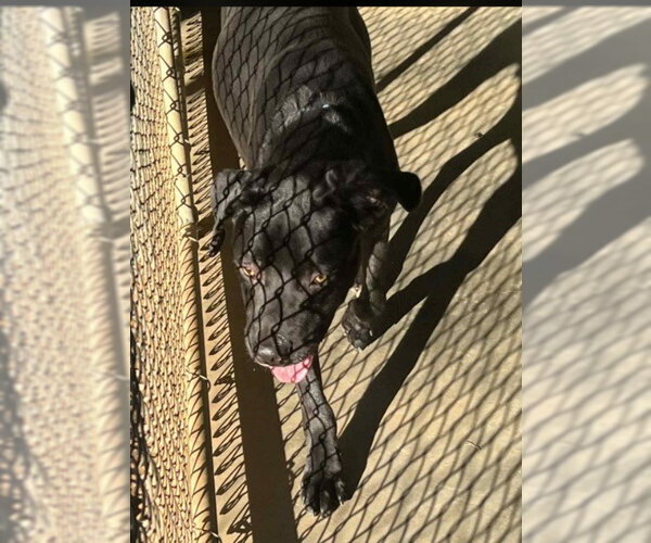 Medium Photo #2 Great Dane-Labrador Retriever Mix Puppy For Sale in Sheboygan, WI, USA