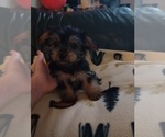 Puppy Beau Yorkshire Terrier