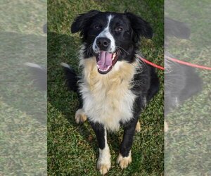 Border Collie Dogs for adoption in Newport Beach, CA, USA