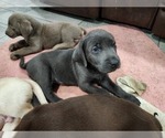 Puppy Smoky Labrador Retriever