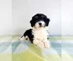 Small #2 Bernedoodle (Miniature)