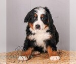Small #4 Bernese Mountain Dog