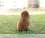 Small Photo #6 Poodle (Toy) Puppy For Sale in WARSAW, IN, USA