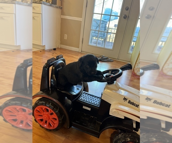 Medium Photo #4 Labrador Retriever Puppy For Sale in CLINTWOOD, VA, USA