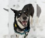 Small #15 Siberian Husky Mix
