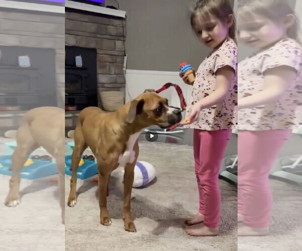 Medium Photo #3 Boxer Puppy For Sale in Dumont, NJ, USA