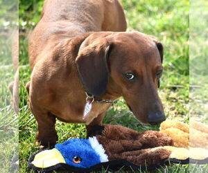 Dachshund Dogs for adoption in Shelbyville, TN, USA