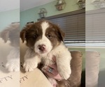 Small Photo #1 Australian Shepherd Puppy For Sale in TOW, TX, USA